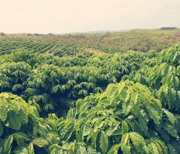 Nese li k&aacute;va označen&iacute; plant&aacute;žn&iacute;, znamen&aacute; to že, vyrostla na přesně definovan&eacute;m m&iacute;stě dan&eacute;ho regionu. 
Samostatn&aacute; plant&aacute;ž, je zeměpisně definovan&yacute; pěstebn&iacute; prostor se specifick&yacute;mi podm&iacute;nkami, jedn&aacute; li se o plant&aacute;ž k&aacute;vy v&yacute;běrov&eacute;. Plant&aacute;ž ale v&scaron;eobecně představuje pěstebn&iacute; plochu určit&eacute; monokultury plodin a tak i u k&aacute;vy je možn&eacute;, např&iacute;klad v jižn&iacute; Americe, narazit na k&aacute;vov&eacute; plant&aacute;že o rozloze několika stovek hektarů.
