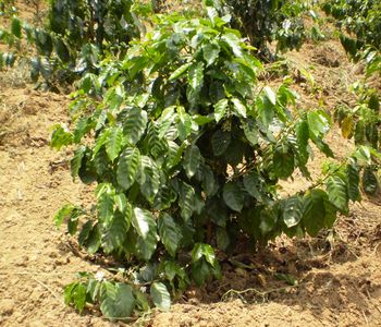 Původně bujně žij&iacute;c&iacute; strom či keř poch&aacute;z&iacute; z Afriky, přesněji z Etiopie. 
Dnes je kultivovan&yacute; do k&aacute;vov&yacute;ch plant&aacute;ž&iacute;. Řad&iacute;me jej mezi ovoce a i jeho plody ovoce připom&iacute;naj&iacute; - konkr&eacute;tně tře&scaron;ně, sv&yacute;m vzhledem i barvou. V každ&eacute;m plodu se nach&aacute;z&iacute; dvě zelen&aacute; k&aacute;vov&aacute; zrnka. Rostliny se dož&iacute;vaj&iacute; věku až třiceti let, nejplodněj&scaron;&iacute; jsou v&scaron;ak zhruba po pěti letech, kdy d&aacute;vaj&iacute; až 2,5 kilogramu zelen&eacute; k&aacute;vy.